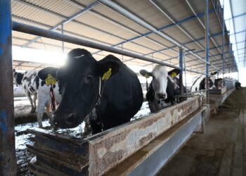 Hidalgo, libre del gusano barrenador