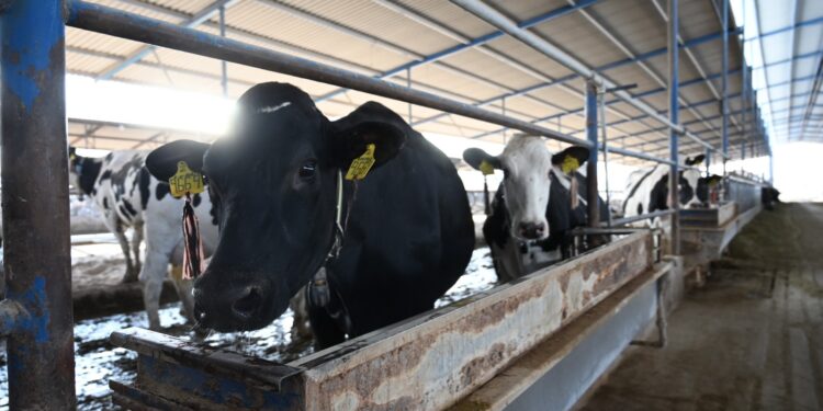 Hidalgo, libre del gusano barrenador