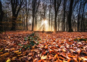 Incremento de lluvias y contrastes de temperatura en la primera quincena de octubre