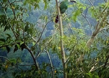 Sorprende avistamiento de tucaneta verde en Chapulhuacán; llaman a proteger la especie