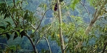 Sorprende avistamiento de tucaneta verde en Chapulhuacán; llaman a proteger la especie